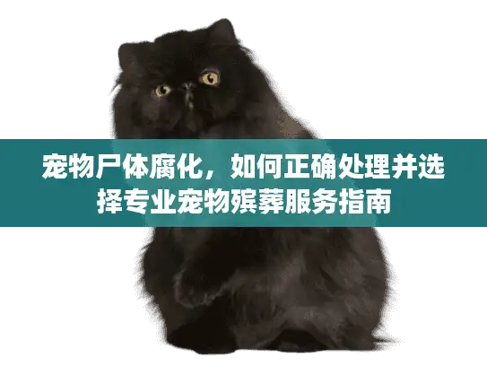宠物尸体腐化，如何正确处理并选择专业宠物殡葬服务指南