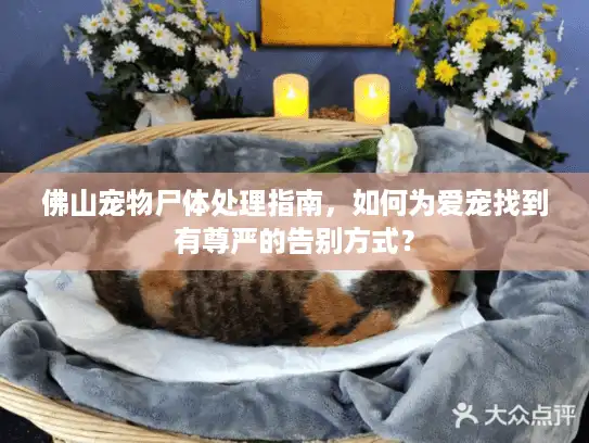 佛山宠物尸体处理指南，如何为爱宠找到有尊严的告别方式？