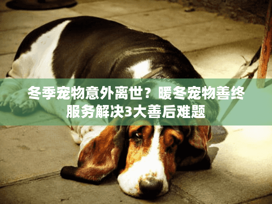 冬季宠物意外离世?暖冬宠物善终服务解决3大善后难题 冬季宠物意外离世?暖冬宠物善终服务解决3大善后难题