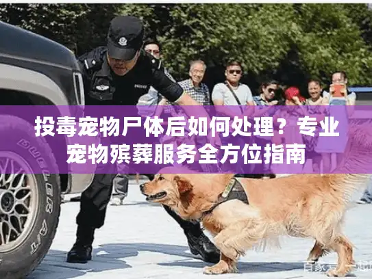 投毒宠物尸体后如何处理？专业宠物殡葬服务全方位指南