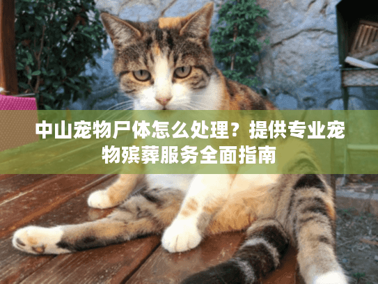中山宠物尸体怎么处理？提供专业宠物殡葬服务全面指南