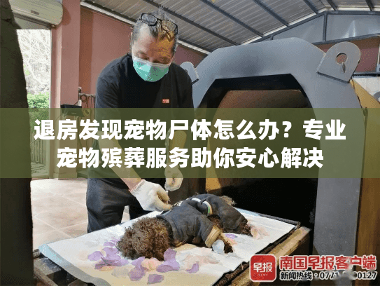 退房发现宠物尸体怎么办？专业宠物殡葬服务助你安心解决