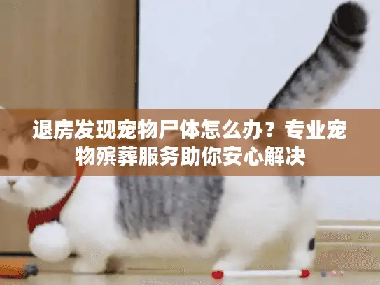 退房发现宠物尸体怎么办？专业宠物殡葬服务助你安心解决