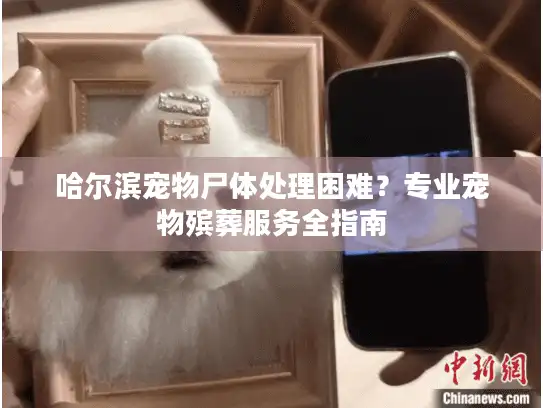 哈尔滨宠物尸体处理困难？专业宠物殡葬服务全指南