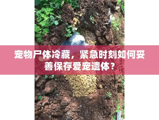 宠物尸体冷藏，紧急时刻如何妥善保存爱宠遗体？