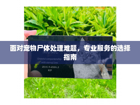 面对宠物尸体处理难题，专业服务的选择指南