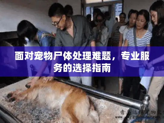 面对宠物尸体处理难题，专业服务的选择指南