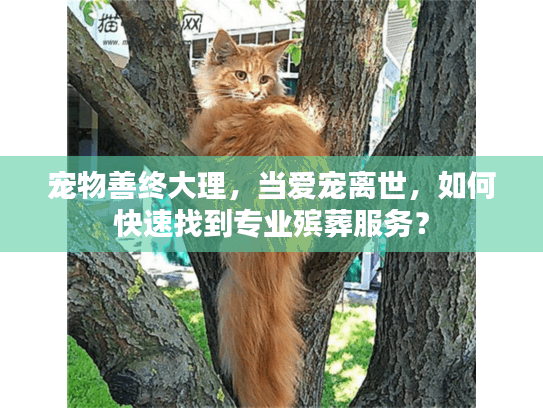 宠物善终大理，当爱宠离世，如何快速找到专业殡葬服务？