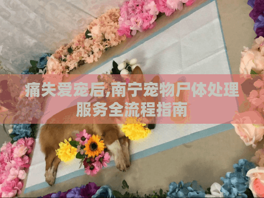 痛失爱宠后,南宁宠物尸体处理服务全流程指南 痛失爱宠后,南宁宠物尸体处理服务全流程指南
