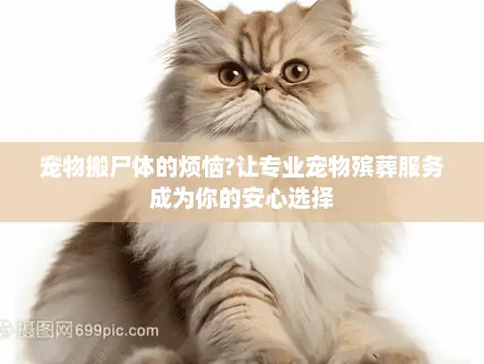 宠物搬尸体的烦恼?让专业宠物殡葬服务成为你的安心选择