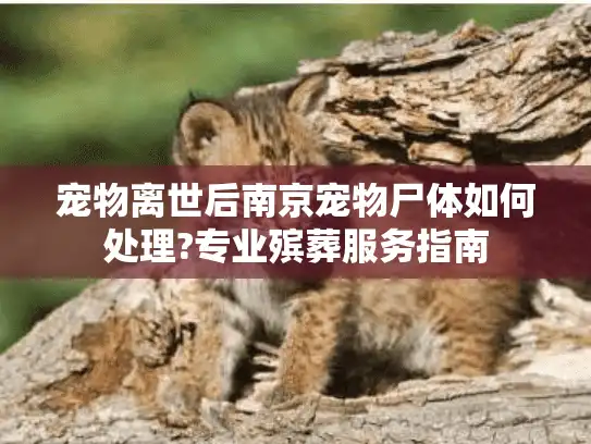 宠物离世后南京宠物尸体如何处理?专业殡葬服务指南