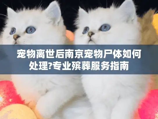 宠物离世后南京宠物尸体如何处理?专业殡葬服务指南