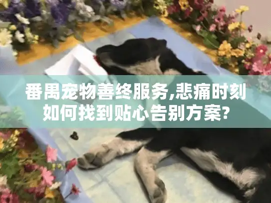 番禺宠物善终服务,悲痛时刻如何找到贴心告别方案?