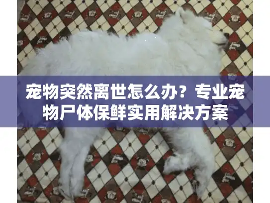 宠物突然离世怎么办？专业宠物尸体保鲜实用解决方案