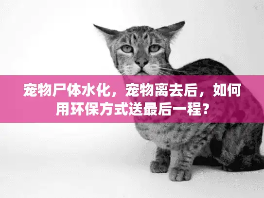宠物尸体水化，宠物离去后，如何用环保方式送最后一程？