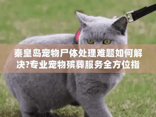 秦皇岛宠物尸体处理难题如何解决?专业宠物殡葬服务全方位指南