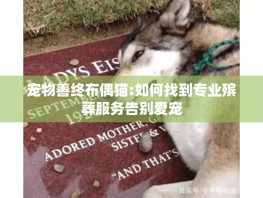 宠物善终布偶猫:如何找到专业殡葬服务告别爱宠 宠物善终布偶猫:如何找到专业殡葬服务告别爱宠