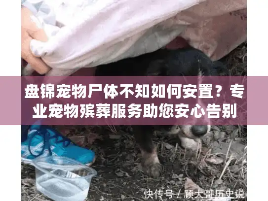 盘锦宠物尸体不知如何安置？专业宠物殡葬服务助您安心告别