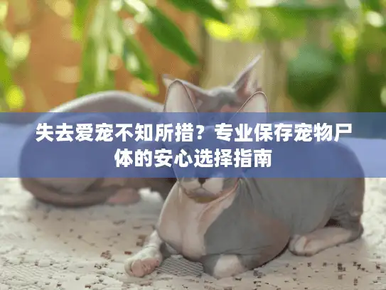 失去爱宠不知所措？专业保存宠物尸体的安心选择指南