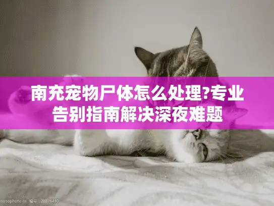 南充宠物尸体怎么处理?专业告别指南解决深夜难题