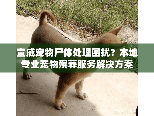 宣威宠物尸体处理困扰?本地专业宠物殡葬服务解决方案 宣威宠物尸体处理困扰?本地专业宠物殡葬服务解决方案