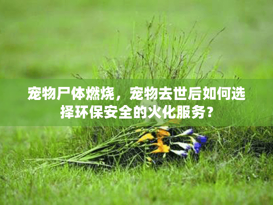 宠物尸体燃烧，宠物去世后如何选择环保安全的火化服务？