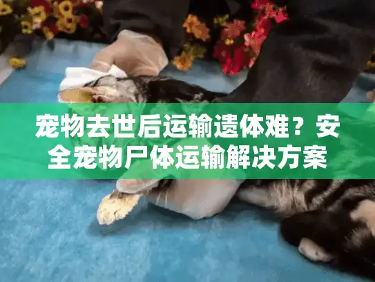 宠物去世后运输遗体难？安全宠物尸体运输解决方案解析