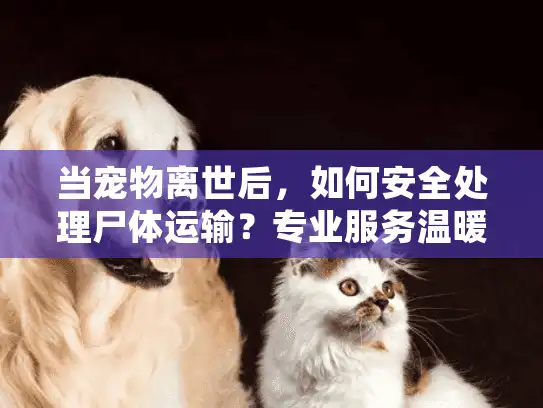 当宠物离世后，如何安全处理尸体运输？专业服务温暖守护最后旅程