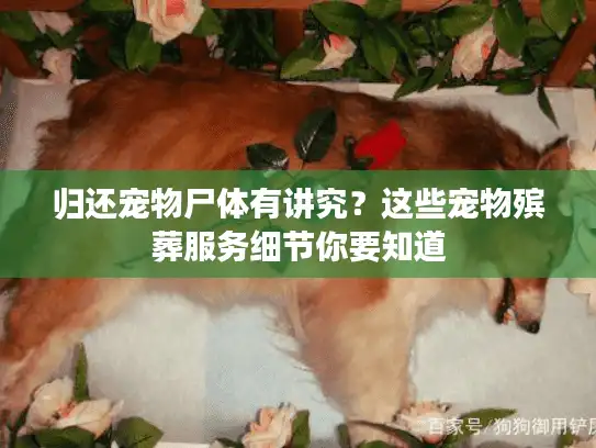 归还宠物尸体有讲究？这些宠物殡葬服务细节你要知道