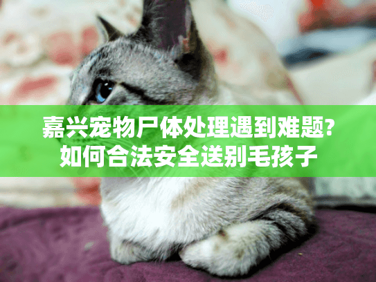 嘉兴宠物尸体处理遇到难题?如何合法安全送别毛孩子