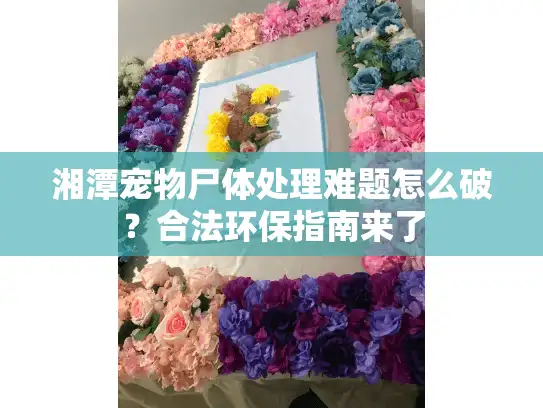 湘潭宠物尸体处理难题怎么破？合法环保指南来了