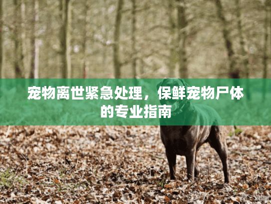 宠物离世紧急处理,保鲜宠物尸体的专业指南 宠物离世紧急处理,保鲜宠物尸体的专业指南