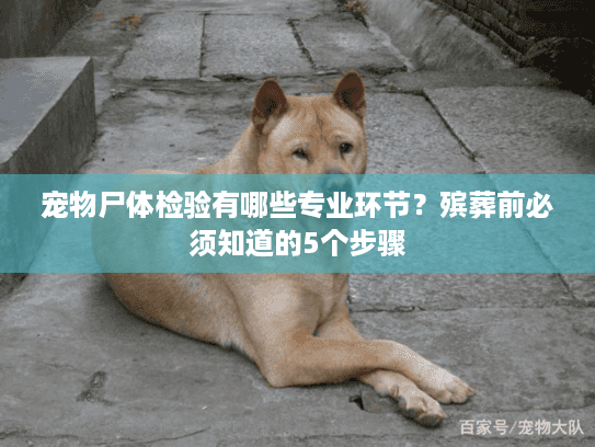 宠物尸体检验有哪些专业环节？殡葬前必须知道的5个步骤