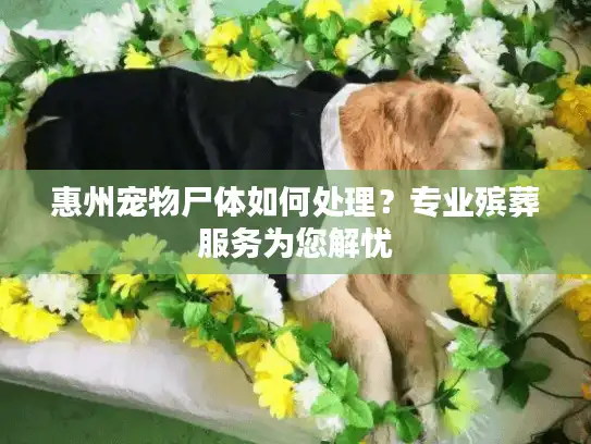 惠州宠物尸体如何处理？专业殡葬服务为您解忧