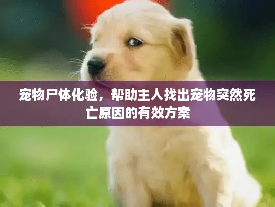 宠物尸体化验，帮助主人找出宠物突然死亡原因的有效方案