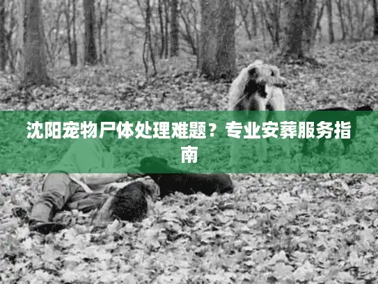 沈阳宠物尸体处理难题?专业安葬服务指南 沈阳宠物尸体处理难题?专业安葬服务指南