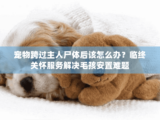 宠物跨过主人尸体后该怎么办?临终关怀服务解决毛孩安置难题 宠物跨过主人尸体后该怎么办?临终关怀服务解决毛孩安置难题