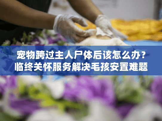 宠物跨过主人尸体后该怎么办?临终关怀服务解决毛孩安置难题 宠物跨过主人尸体后该怎么办?临终关怀服务解决毛孩安置难题