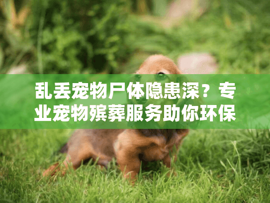 乱丢宠物尸体隐患深？专业宠物殡葬服务助你环保告别