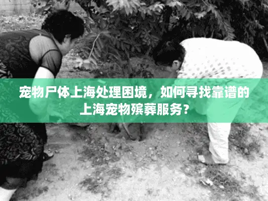 宠物尸体上海处理困境，如何寻找靠谱的上海宠物殡葬服务？