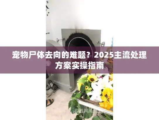 宠物尸体去向的难题？2025主流处理方案实操指南