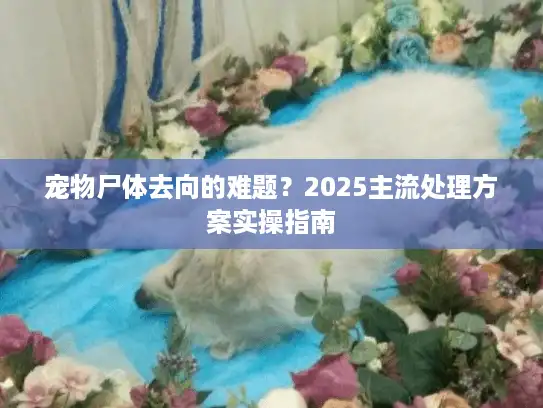 宠物尸体去向的难题？2025主流处理方案实操指南
