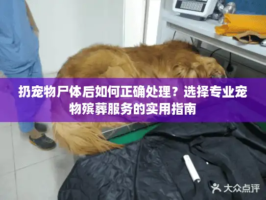 扔宠物尸体后如何正确处理？选择专业宠物殡葬服务的实用指南