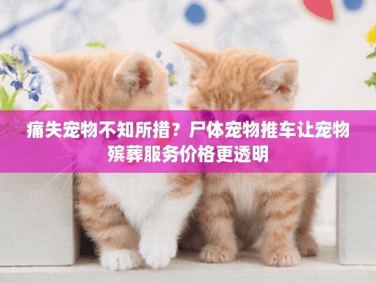 痛失宠物不知所措？尸体宠物推车让宠物殡葬服务价格更透明