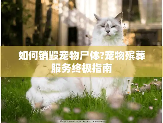 如何销毁宠物尸体?宠物殡葬服务终极指南