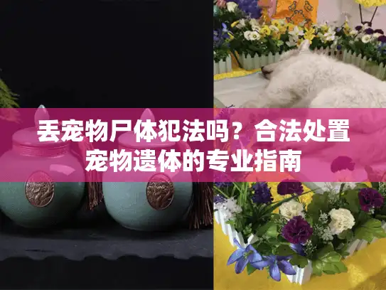 丢宠物尸体犯法吗？合法处置宠物遗体的专业指南