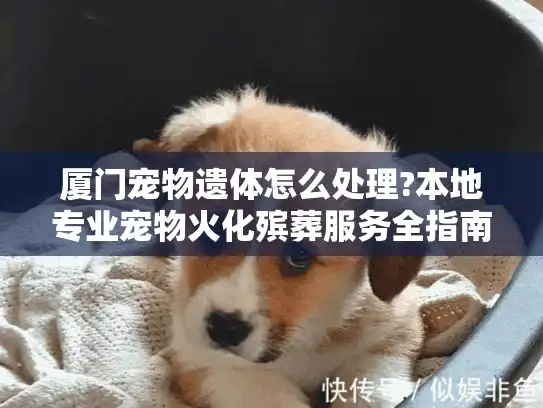 厦门宠物遗体怎么处理?本地专业宠物火化殡葬服务全指南 厦门宠物遗体怎么处理?本地专业宠物火化殡葬服务全指南