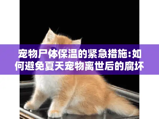 宠物尸体保温的紧急措施:如何避免夏天宠物离世后的腐坏?