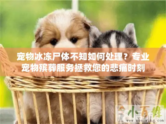 宠物冰冻尸体不知如何处理?专业宠物殡葬服务拯救您的悲痛时刻 宠物冰冻尸体不知如何处理?专业宠物殡葬服务拯救您的悲痛时刻