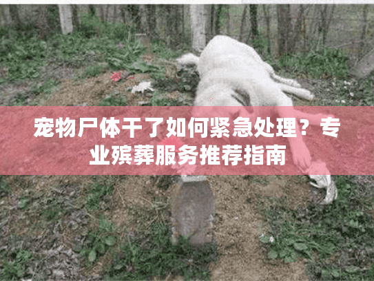 宠物尸体干了如何紧急处理？专业殡葬服务推荐指南